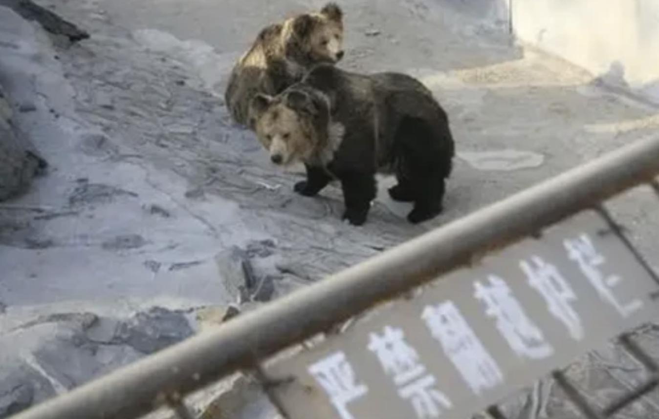 狗熊吃人事件的警示与反思