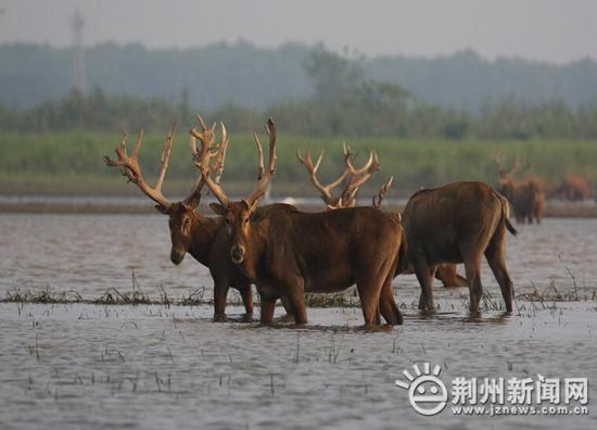 胜者为王4争霸，在线观看的全新体验