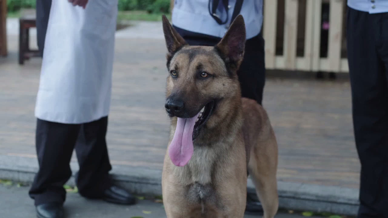 电视剧警犬来了全集深度观看体验分享